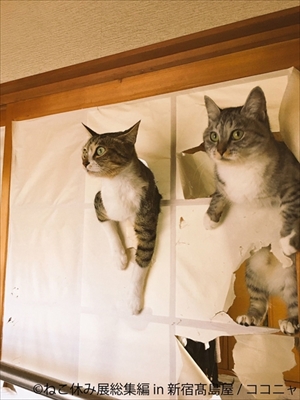 ねこ休み展　総集編