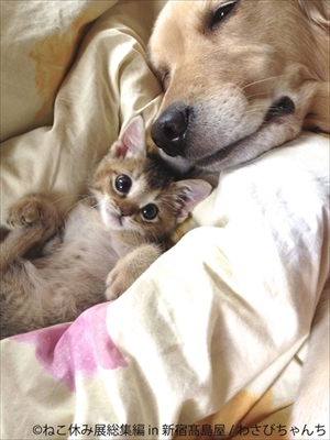 ねこ休み展　総集編