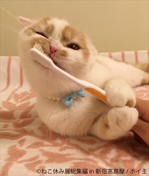 ねこ休み展　総集編