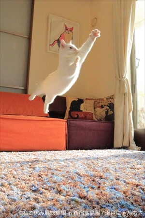 ねこ休み展　総集編