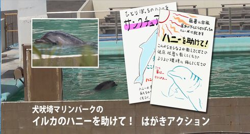 イルカ　犬吠埼マリンパーク