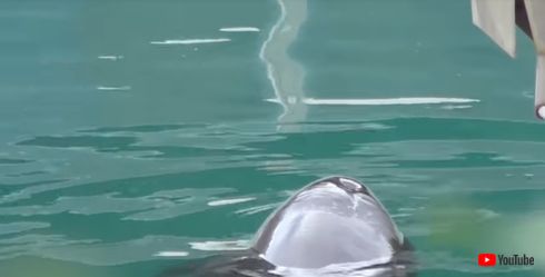 イルカ　犬吠埼マリンパーク