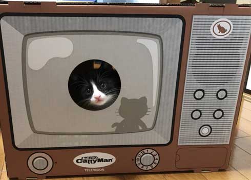 リアル 貞子 猫 テレビ 出てくる