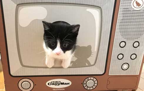 リアル 貞子 猫 テレビ 出てくる