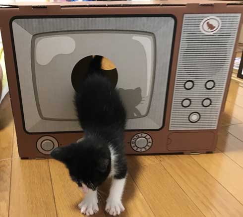 リアル 貞子 猫 テレビ 出てくる