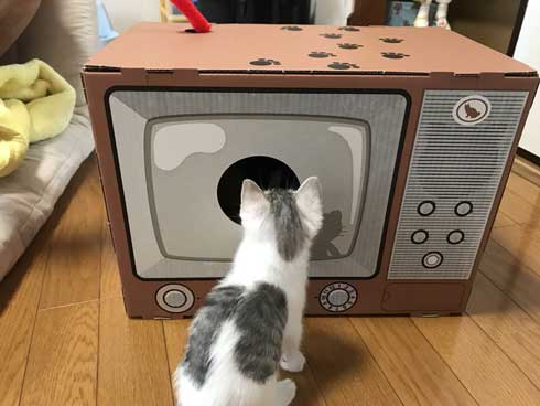 リアル 貞子 猫 テレビ 出てくる
