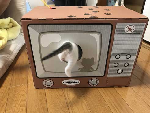 リアル 貞子 猫 テレビ 出てくる
