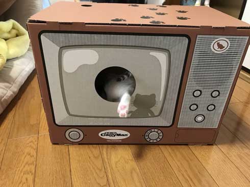 リアル 貞子 猫 テレビ 出てくる