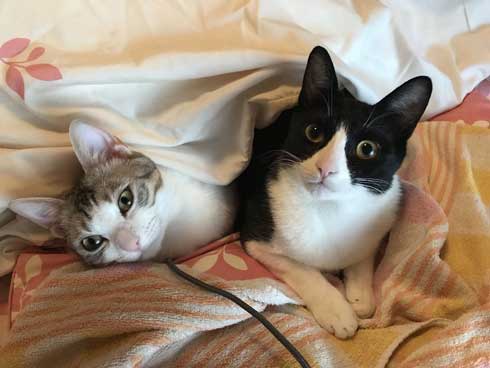 リアル 貞子 猫 テレビ 出てくる
