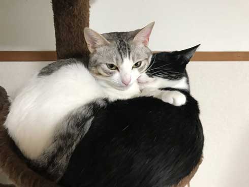リアル 貞子 猫 テレビ 出てくる