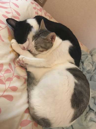 リアル 貞子 猫 テレビ 出てくる