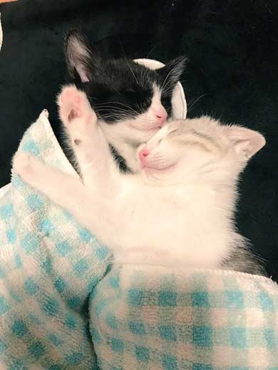 リアル 貞子 猫 テレビ 出てくる