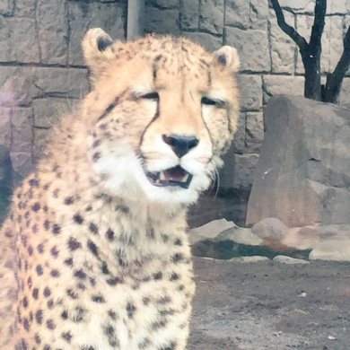 イケメンじゃないチーター