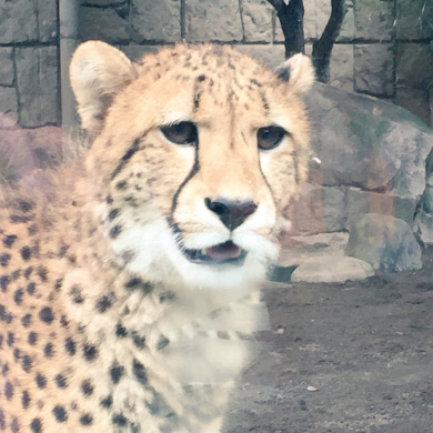 イケメンじゃないチーター