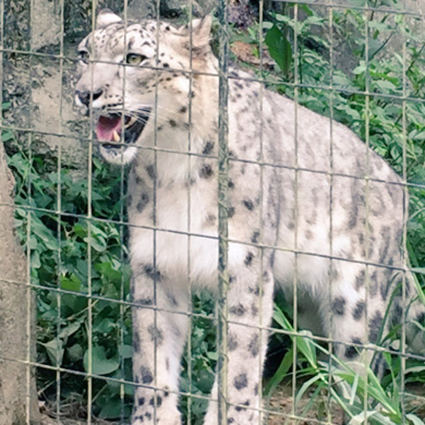 イケメンじゃないチーター