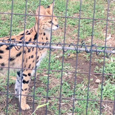 イケメンじゃないチーター