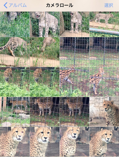 イケメンじゃないチーター