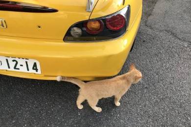 当たり屋ネコちゃん