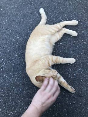 当たり屋ネコちゃん