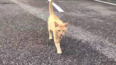 当たり屋ネコちゃん