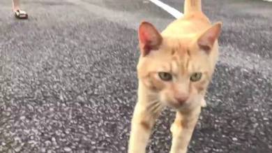 当たり屋ネコちゃん