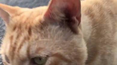 当たり屋ネコちゃん