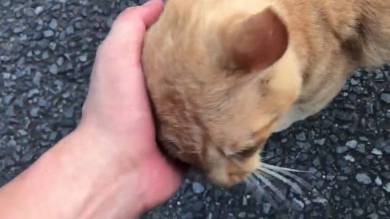 当たり屋ネコちゃん