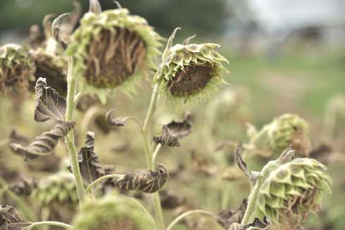 枯れた ひまわり 写真 ダーク 見頃を過ぎた 蓮田 ひまわり畑