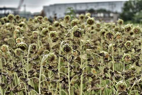 枯れた ひまわり 写真 ダーク 見頃を過ぎた 蓮田 ひまわり畑