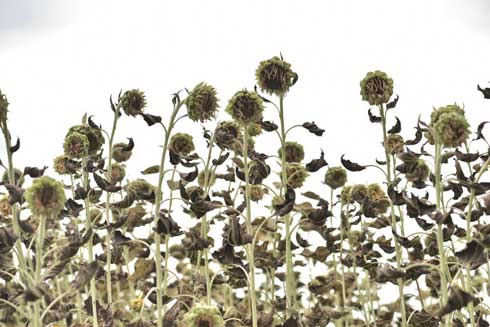 枯れた ひまわり 写真 ダーク 見頃を過ぎた 蓮田 ひまわり畑