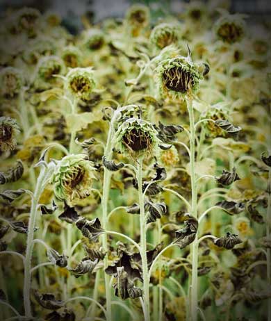 枯れた ひまわり 写真 ダーク 見頃を過ぎた 蓮田 ひまわり畑