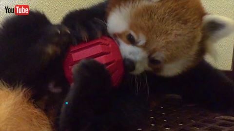 レッサーパンダ