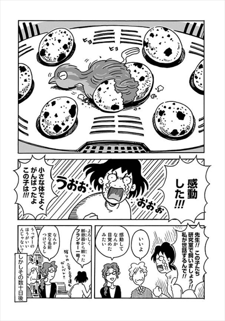 うずらのじかん