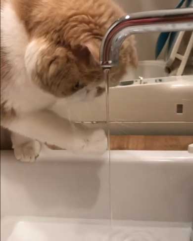 水 飲みたい 猫 飲めない エキゾチックショートヘア