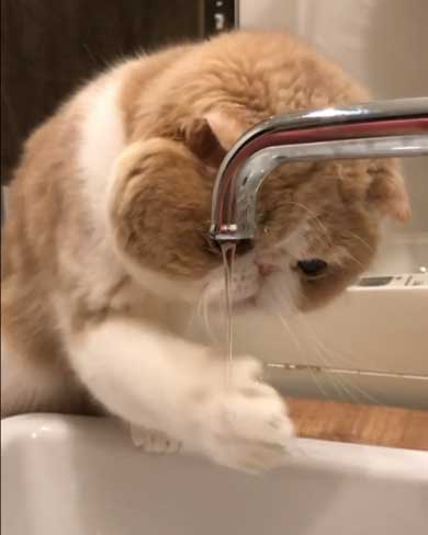 水 飲みたい 猫 飲めない エキゾチックショートヘア