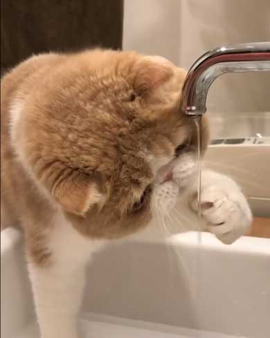 水 飲みたい 猫 飲めない エキゾチックショートヘア