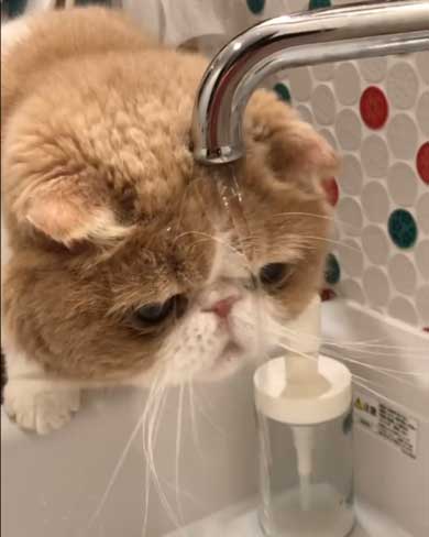 水 飲みたい 猫 飲めない エキゾチックショートヘア