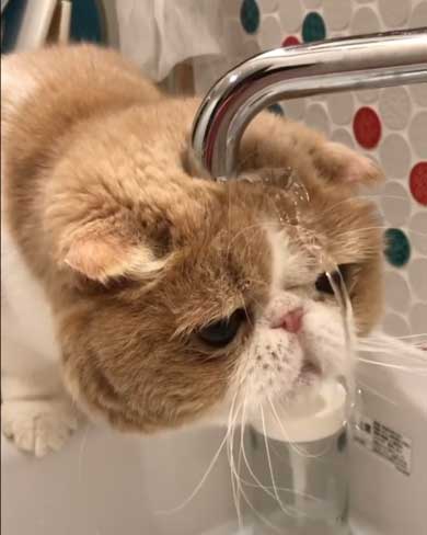 水 飲みたい 猫 飲めない エキゾチックショートヘア