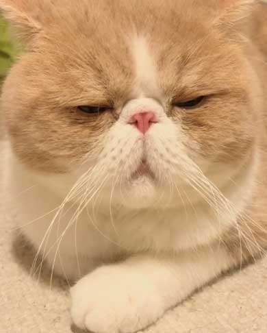 水 飲みたい 猫 飲めない エキゾチックショートヘア