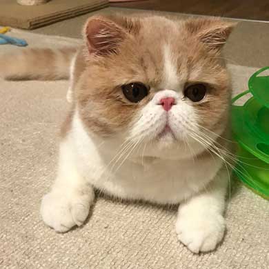 水 飲みたい 猫 飲めない エキゾチックショートヘア