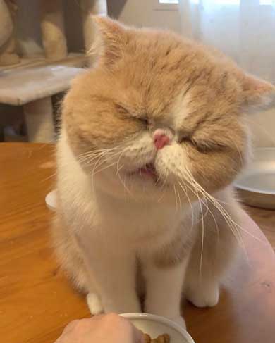 水 飲みたい 猫 飲めない エキゾチックショートヘア
