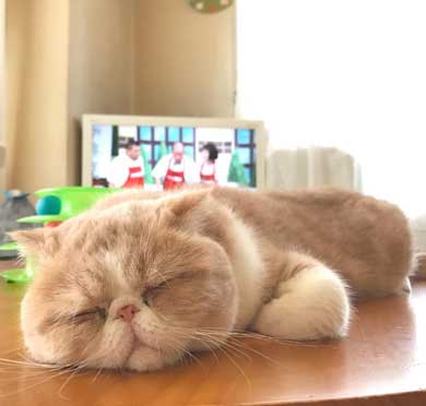 水 飲みたい 猫 飲めない エキゾチックショートヘア