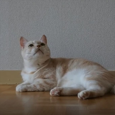 キャッチボールをするネコちゃん