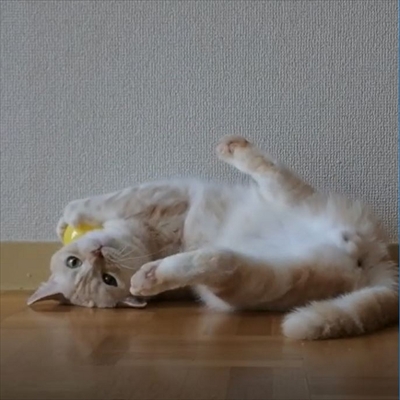 キャッチボールをするネコちゃん