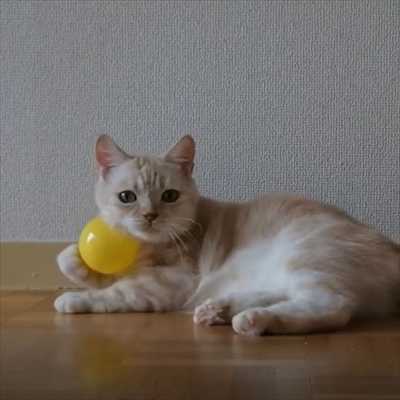 キャッチボールをするネコちゃん