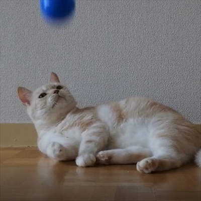 キャッチボールをするネコちゃん