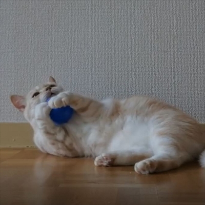 キャッチボールをするネコちゃん