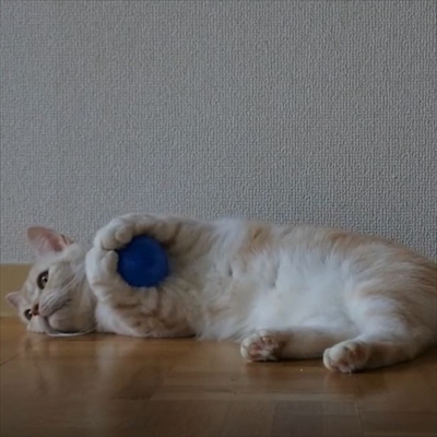 キャッチボールをするネコちゃん