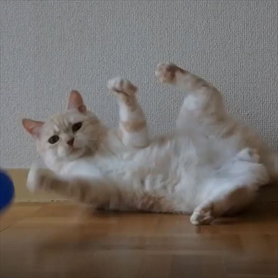 キャッチボールをするネコちゃん