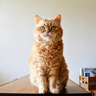 キャッチボールをするネコちゃん